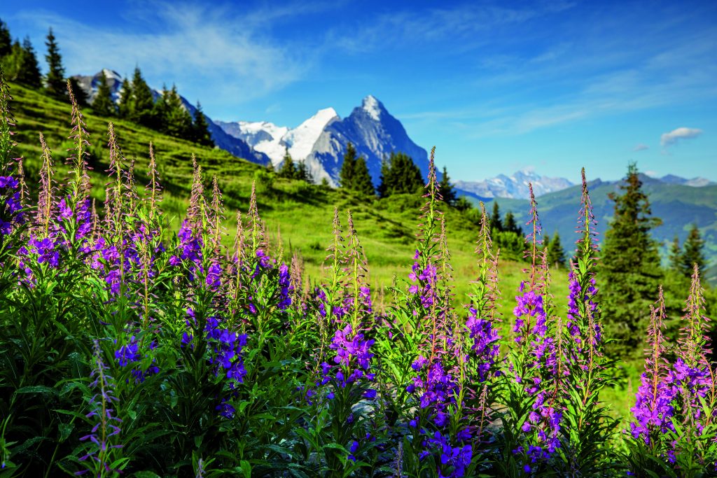 Derby Hotel Grindelwald